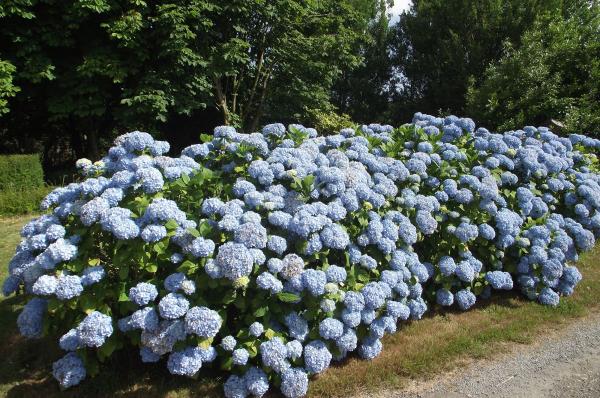 Charmant gîte breton proche mer — photo 8