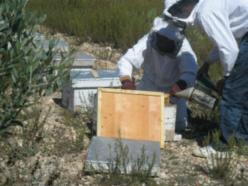 Domaine du Mouton Vert BIO en Tunisie — photo 10