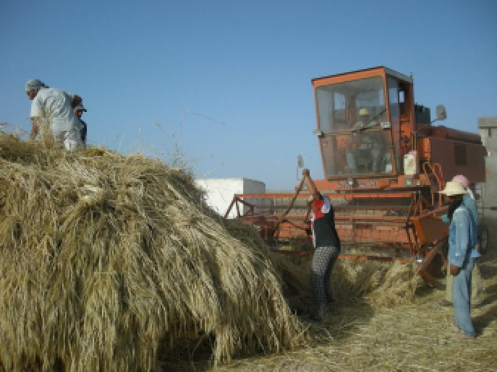 Domaine du Mouton Vert BIO en Tunisie — photo 9