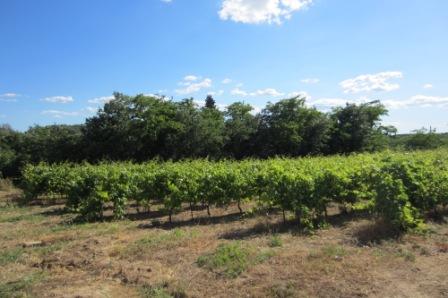Mas provençal convivial et chaleureux au milieu des vignes à 20min d'Avignon — photo 7