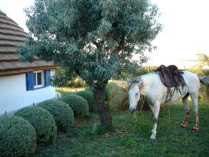 Séjour insolite en Camargue aux Saintes Maries de la Mer dans une authentique cabane de gardian — photo 7